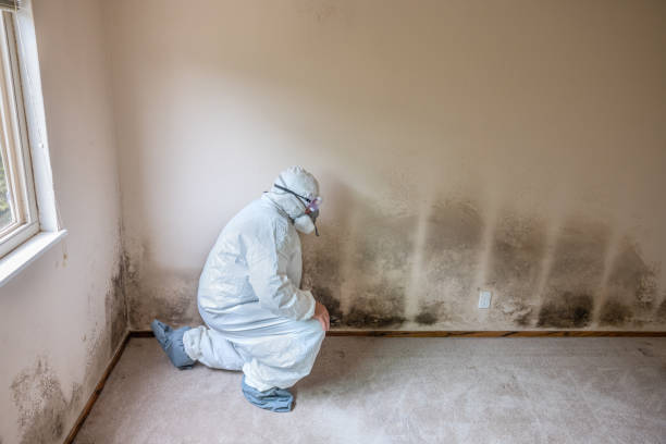 Best Toxic Mold Removal  in Dentsville, SC