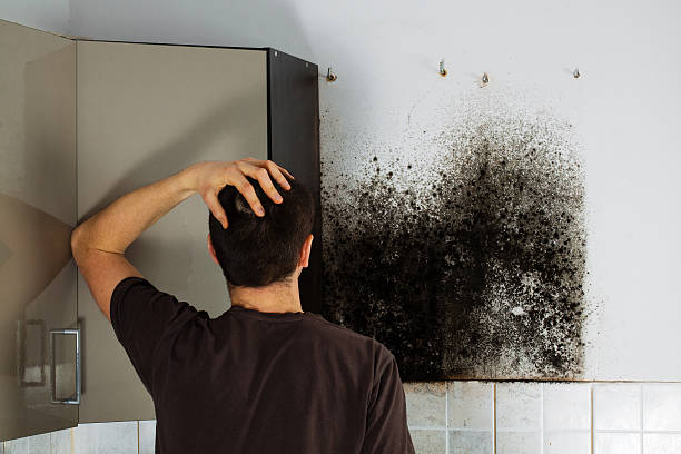 Best Home Mold Removal  in Dentsville, SC