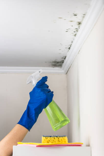 Best Certified Mold Removal  in Dentsville, SC