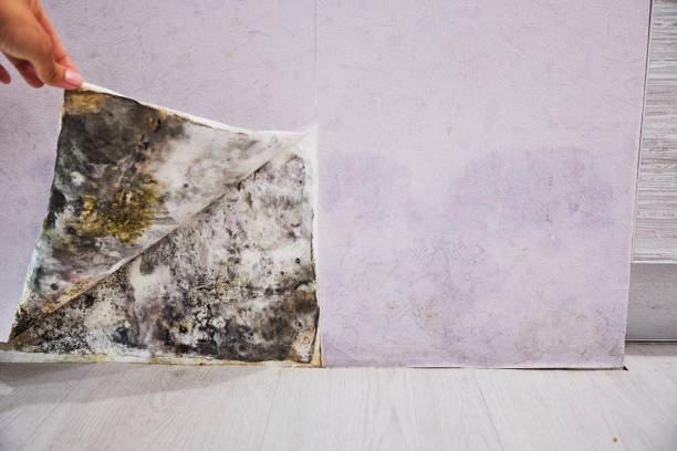 Mold Removal and Inspection in Dentsville, SC